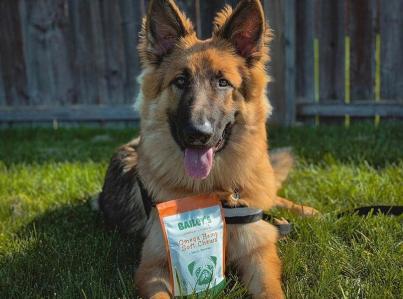[Pet] CBD treats for dogs / 5 pieces [2 bags set] (with full refund guarantee) / CBD 15mg 